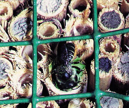 Schwegler Insektennistwand aus Schilf 00374/4