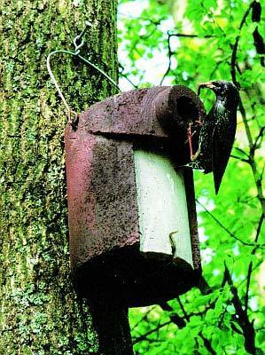 Schwegler Nisthöhle für Stare 3SV, 45mm Flugloch