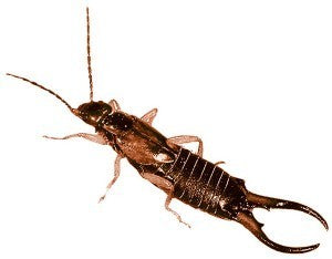 Schwegler Ohrwurm-Schlafröhre 3 Stück