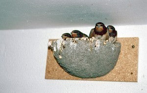 Schwegler Rauchschwalbennest Nr. 10B  (napfförmiges Einzelnest aus Voll-Holzbeton