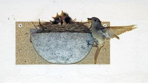 Schwegler Rauchschwalbennest Nr. 10B (napfförmiges Einzelnest aus Voll-Holzbeton