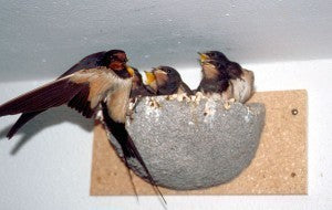 Schwegler Rauchschwalbennest Nr. 10 (napffömiges Einzelnest)