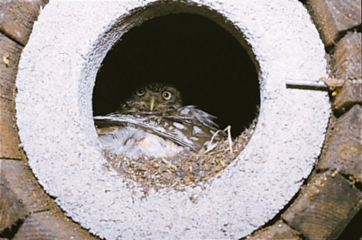 Schwegler Steinkauzröhre rund Nr. 20