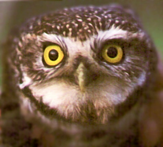 Schwegler Steinkauzröhre rund Nr. 20B mit Marderschutz und Belüftung