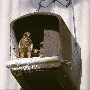 Schwegler Turmfalkennisthöhle Nr. 28