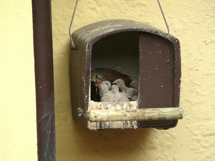 Schwegler Turmfalkennisthöhle Nr. 28