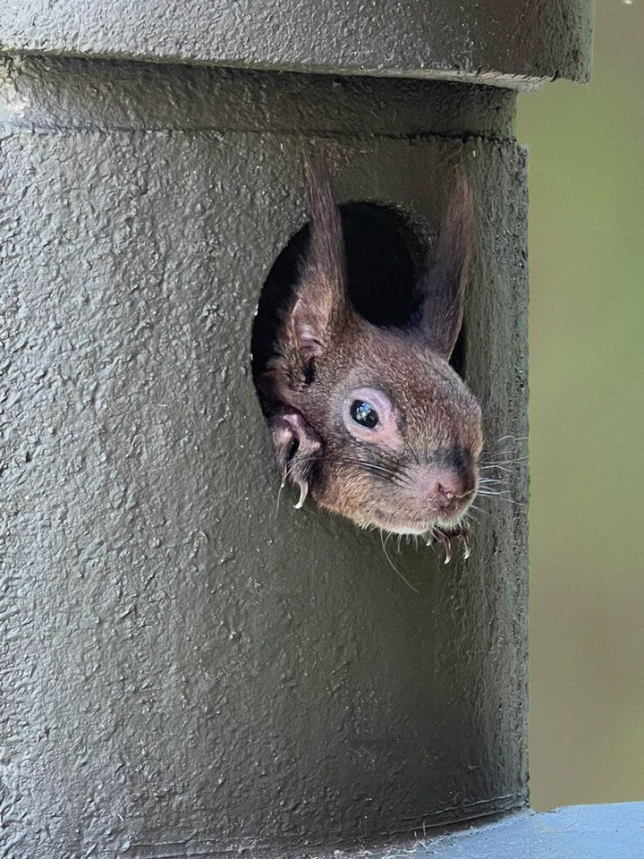 Schwegler Wurfkobel für Eichhörnchen aus Holzbeton