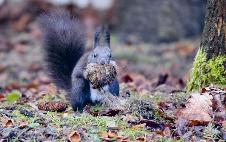 Schwegler Wurfkobel für Eichhörnchen aus Holzbeton