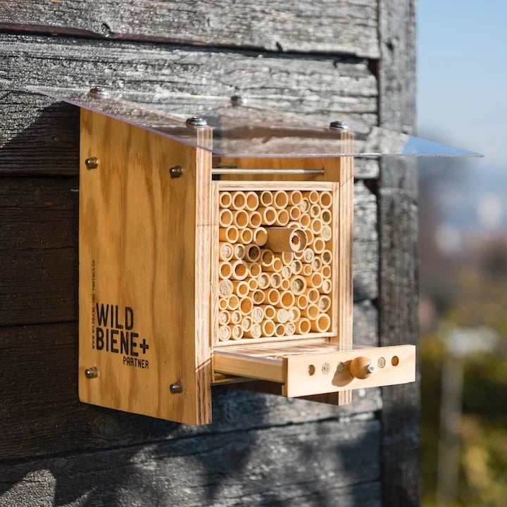 Natur hautnah erleben: Das BeeSummer Set Observer mit Beobachtungsschublade