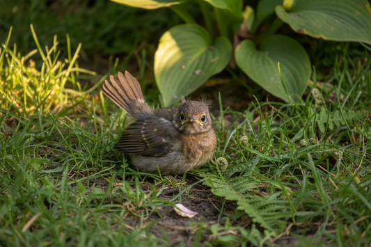 Hilfe, ein Jungvogel am Boden! Warum du jetzt nicht eingreifen, sondern richtig füttern musst
