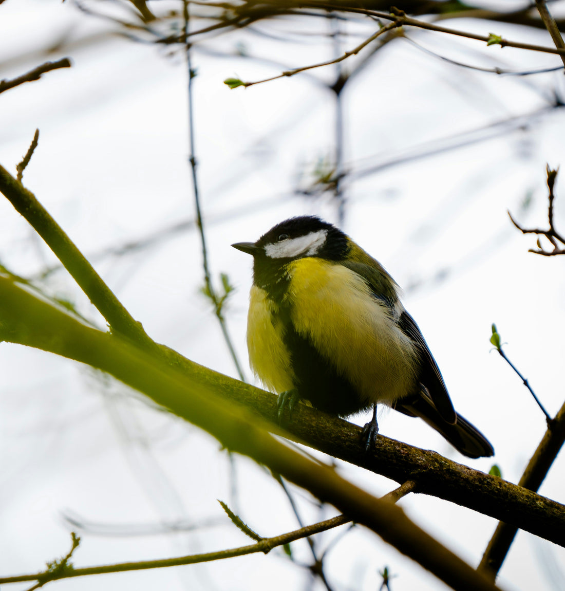 Was tun, wenn ein Vogel gegen die Scheibe fliegt