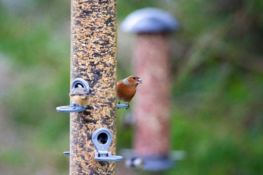 10 Fehler bei der Wildvogelfütterung – und wie man sie vermeidet.
