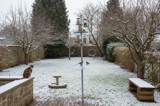 Vögel schützen vor Katzen: So machst du deinen Futterplatz sicher