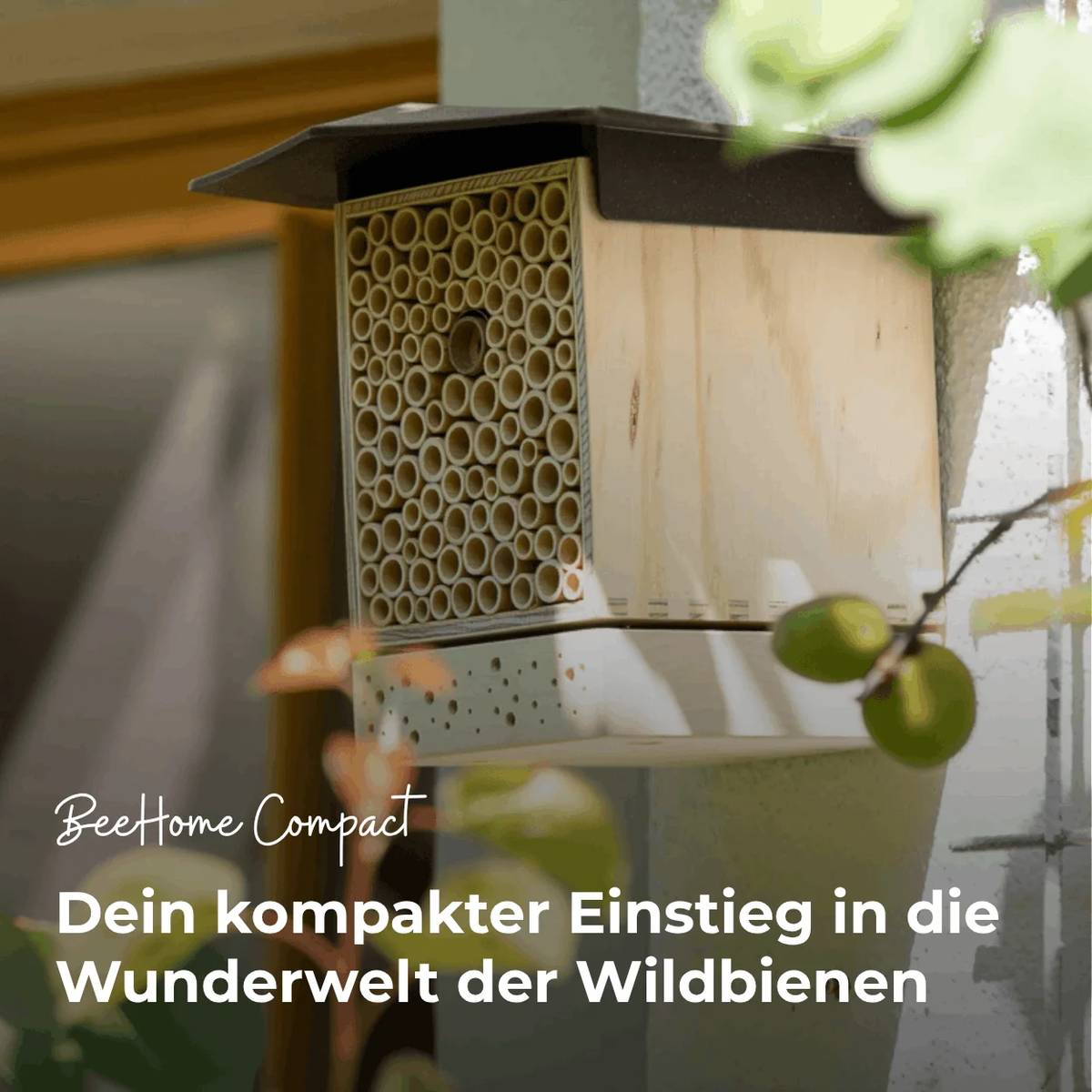 ⭐ Sommer-Set: Bestseller für Artenvielfalt – BeeSummer Set Compact