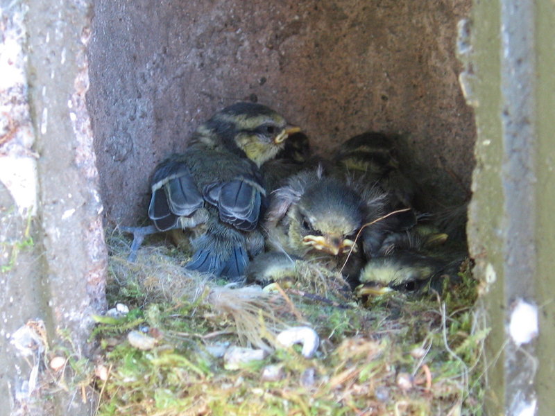 Schwegler Nistkasten 1b