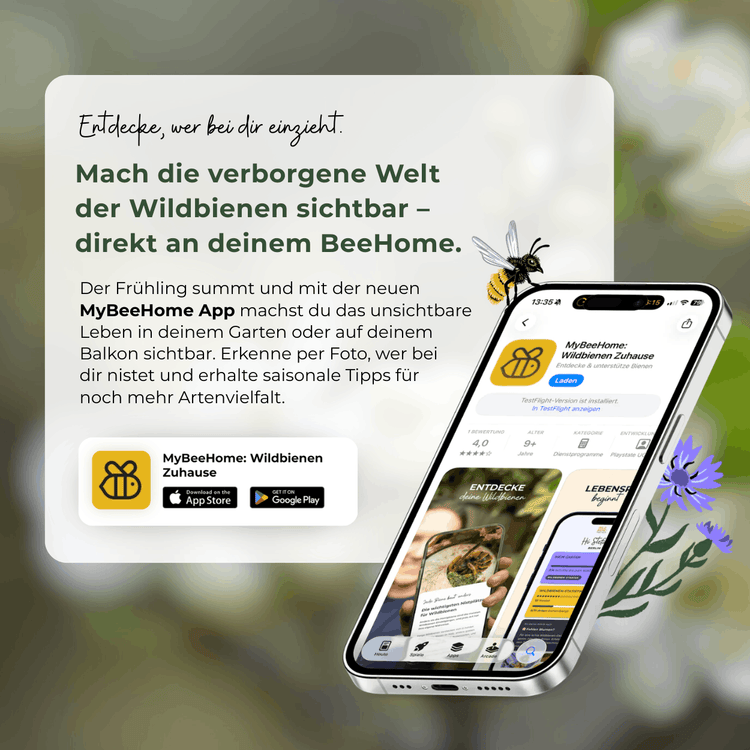 Sommer-Set: Bestseller für Artenvielfalt – BeeSummer Set Observer