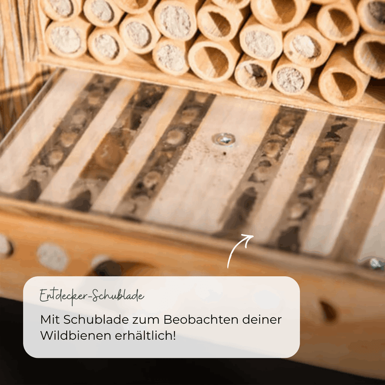 Sommer-Set: Bestseller für Artenvielfalt – BeeSummer Set Observer