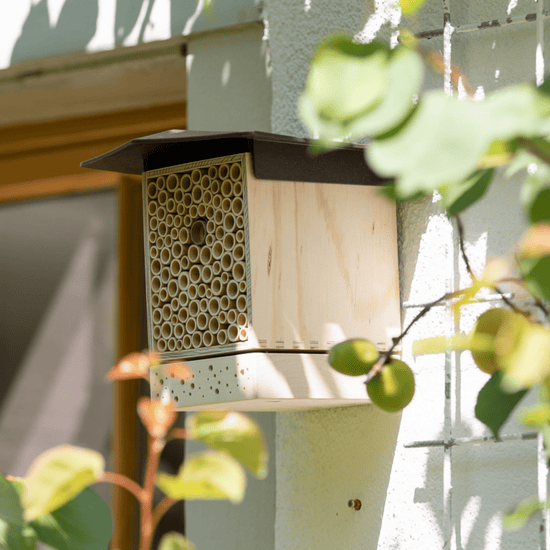 Sommer-Set: Bestseller für Artenvielfalt – BeeSummer Set Compact