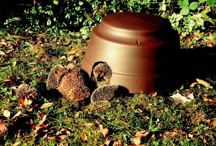 GEVO Igelfutter 750g