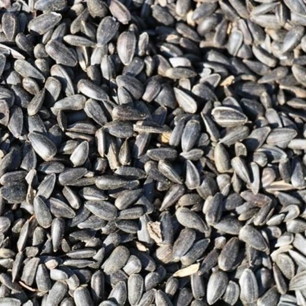 Ganzjahresfutter "Schwarze Sonnenblumenkerne" 12,5kg