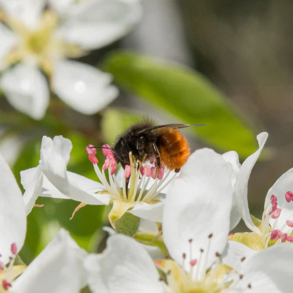BeeHome Pro