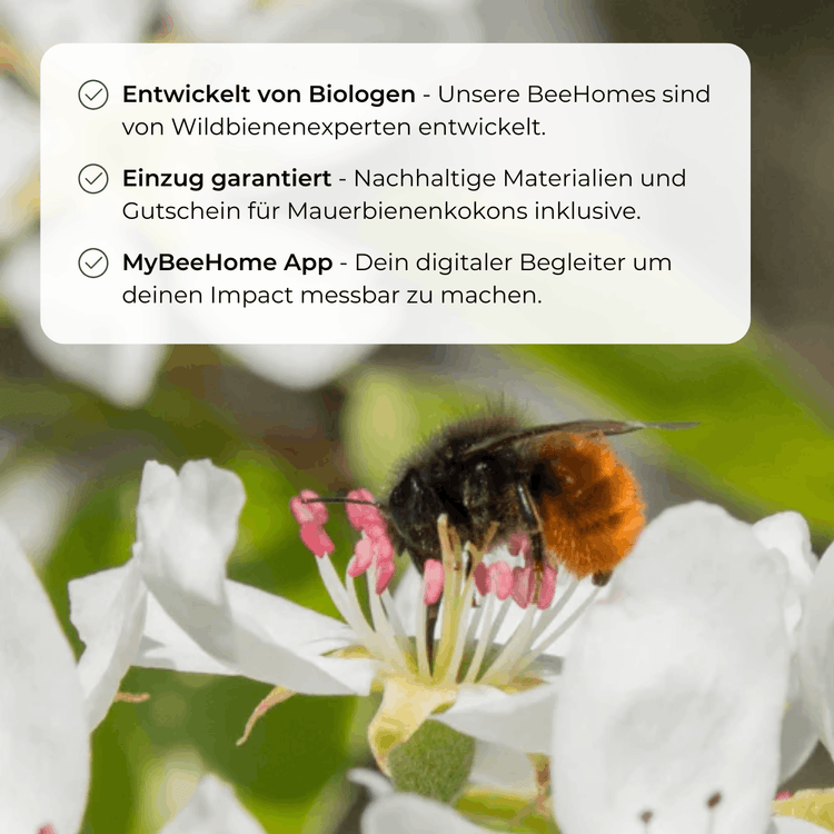 Sommer-Set: Bestseller für Artenvielfalt – BeeSummer Set Observer