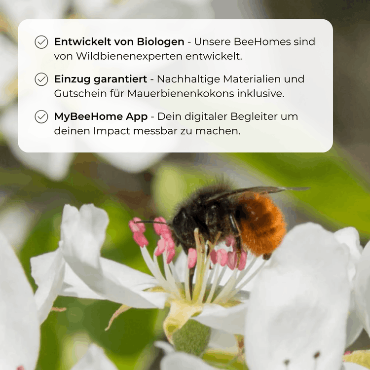 BeeHome Compact – Wildbienen-Nisthilfe für Garten & Balkon