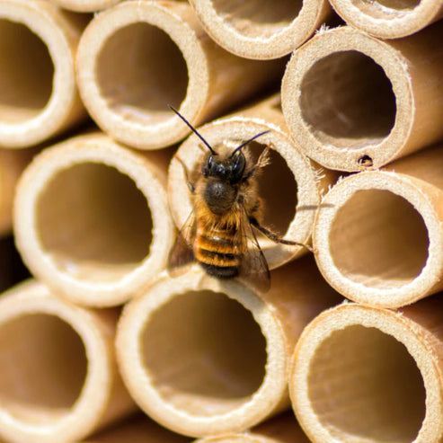 Neues Modell - BeeHome Observer