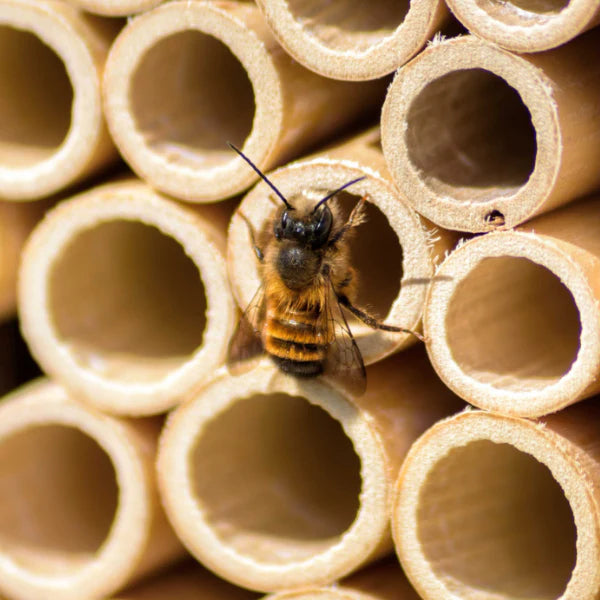 Neues Modell - BeeHome Observer