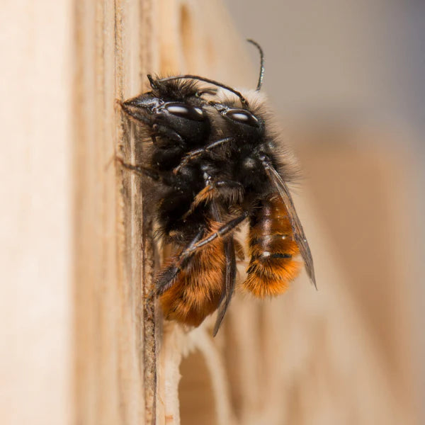 BeeHome Pro
