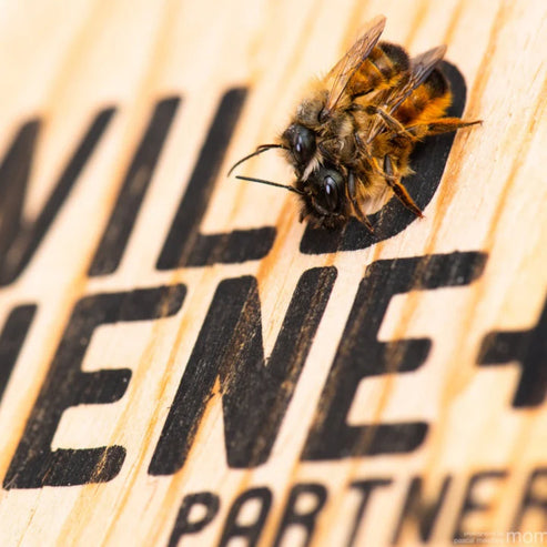 Neues Modell - BeeHome Observer