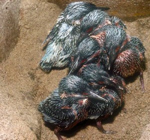 Schwegler Eisvogel- und Uferschwalbenbrutröhre