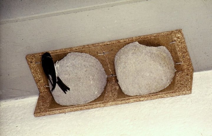 Schwegler Mehlschwalben-Fassadennest Nr. 9A (Doppelnest)