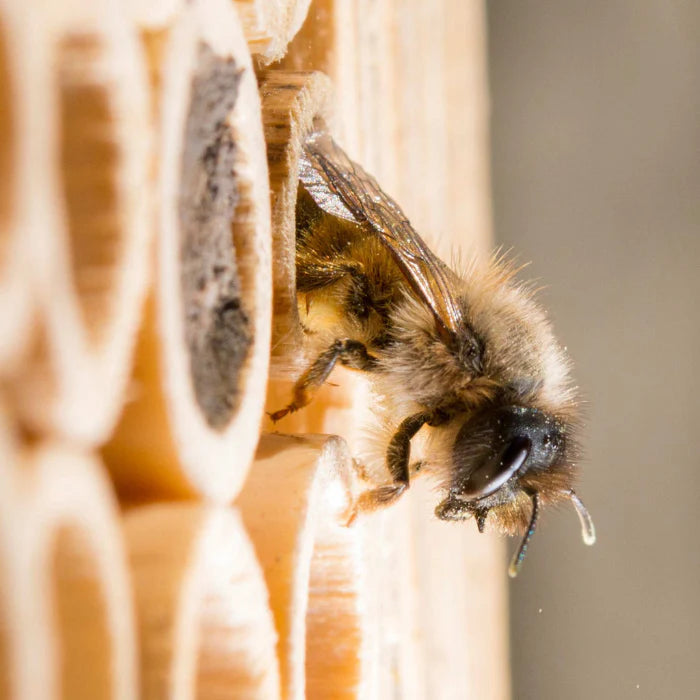 Beehome Ersatzröhrchen