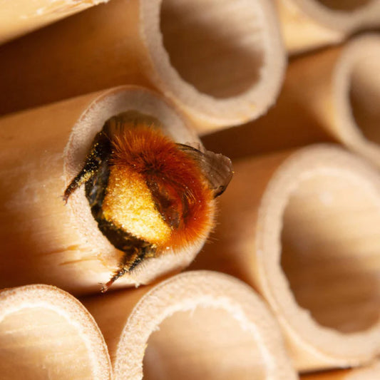 Beehome Ersatzröhrchen