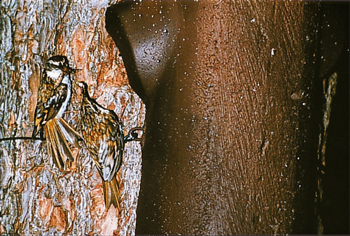 Schwegler Baumläuferhöhle 2BN aus Holzbeton