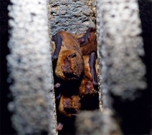 Schwegler Fledermaus-Großraumhöhle 2FS speziell für Kleinfledermäuse