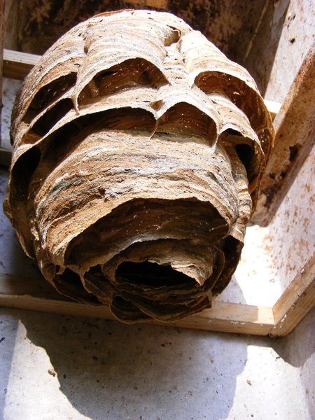 Schwegler Hornissenkasten aus Holzbeton